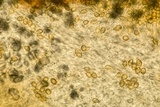 Gautieria morchelliformis image