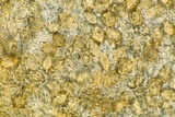 Gautieria morchelliformis image