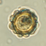 Gautieria morchelliformis image