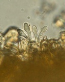 Gautieria morchelliformis image