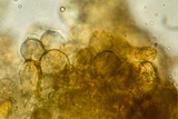 Gautieria morchelliformis image