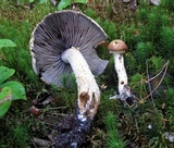 Stropharia hornemannii image