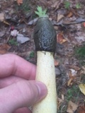Phallus ravenelii image