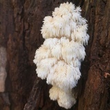 Hericium americanum image