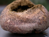 Lycoperdon pratense image