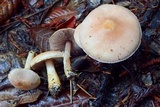 Agaricus diminutivus image