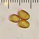 Agaricus diminutivus image