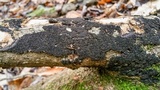 Eutypa spinosa image