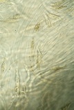 Eutypa spinosa image