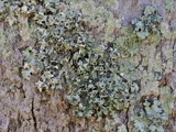 Parmotrema subrigidum image