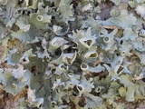 Parmotrema subrigidum image