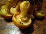 Gymnopilus luteus image