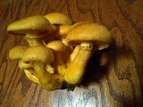 Gymnopilus luteus image