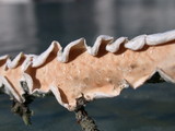 Byssomerulius corium image