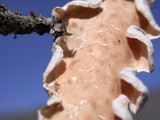 Byssomerulius corium image