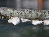 Byssomerulius corium image