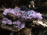 Punctularia atropurpurascens image