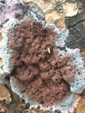 Punctularia atropurpurascens image