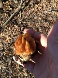 Gyromitra korfii image