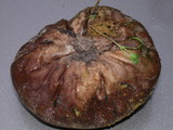 Lycoperdon pratense image