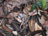 Mycena alcalina image