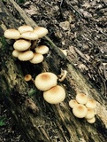 Pholiota squarrosoides image
