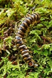 Arthrophaga myriapodina image