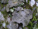 Lasallia papulosa image