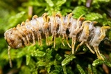 Arthrophaga myriapodina image