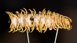 Arthrophaga myriapodina image