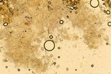 Arthrophaga myriapodina image