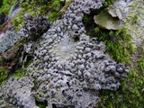 Lasallia papulosa image