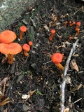 Hygrocybe miniata image