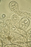 Arthrophaga myriapodina image