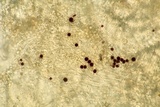 Arthrophaga myriapodina image