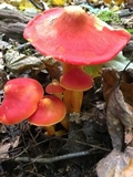Hygrocybe punicea image