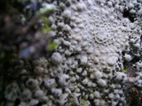 Lasallia papulosa image