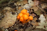 Humidicutis marginata image