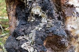 Inonotus obliquus image
