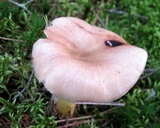 Gomphidius glutinosus image