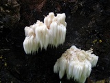 Hericium americanum image