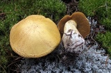 Suillus tomentosus image