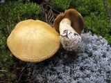Suillus tomentosus image
