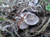 Tricholoma terreum image