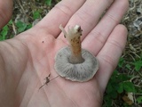 Tricholoma terreum image