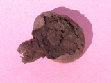 Bovista pila image