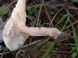 Clitocybe fragrans image