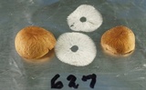 Gymnopus spongiosus image