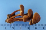 Gymnopus spongiosus image