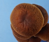 Gymnopus spongiosus image